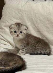 Lisa - Scottish Fold Kitten For Sale - Pittsfield&comma; MA&comma; US