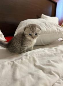 Milky - Scottish Fold Kitten For Sale - Pittsfield&comma; MA&comma; US
