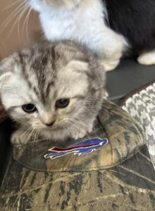 Shorty and baby - Munchkin Kitten For Sale - Westfield&comma; NY&comma; US