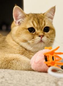 Marsel - British Shorthair Cat For Sale - Livermore&comma; CA&comma; US