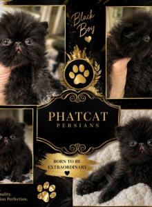 Black boy - Persian Kitten For Sale - Clay, PA, US Black boy - Persian Kitten For Sale - Clay, PA, US