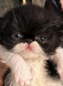 Black and white bicolor - Persian Kitten For Sale - Clay&comma; PA&comma; US