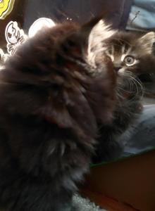 Maine Coon Dollface Persian Hybrids - Maine Coon Kitten For Sale - Mount Penn, PA, US Maine Coon Dollface Persian Hybrids - Maine Coon Kitten For Sale - Mount Penn, PA, US