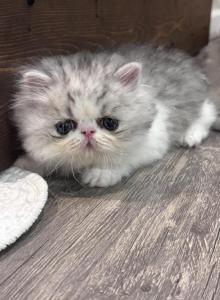 Chloes Litter - Persian Kitten For Sale - Stilwell, OK, US Chloes Litter - Persian Kitten For Sale - Stilwell, OK, US