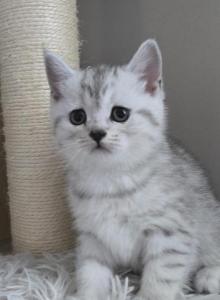 Nala - Scottish Straight Kitten For Sale - Simpsonville, SC, US Nala - Scottish Straight Kitten For Sale - Simpsonville, SC, US