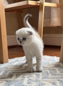 Scottish Fold male kitten - Scottish Fold Kitten For Sale - Sterling&comma; VA&comma; US