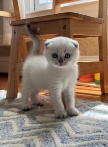 Scottish Fold male kitten whitish coat blue eyes - Scottish Fold Kitten For Sale - Sterling&comma; VA&comma; US