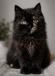 Mittens - Ragdoll Kitten For Sale - Desloge, MO, US Mittens - Ragdoll Kitten For Sale - Desloge, MO, US