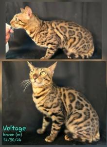 Volt - Bengal Cat For Sale - Florence, SC, US Volt - Bengal Cat For Sale - Florence, SC, US
