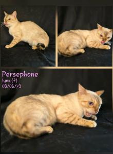 Persephone - Bengal Cat For Sale - Florence&comma; SC&comma; US