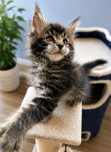 Tiger Jack - Maine Coon Kitten For Sale - Sierra Vista, AZ, US Tiger Jack - Maine Coon Kitten For Sale - Sierra Vista, AZ, US