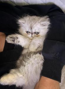 Theo - Persian Kitten For Sale - Fleming Island, FL, US Theo - Persian Kitten For Sale - Fleming Island, FL, US