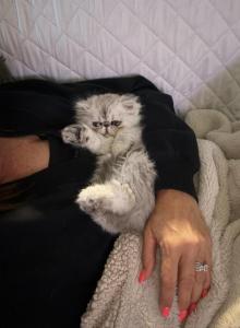 Theo - Persian Kitten For Sale - Fleming Island&comma; FL&comma; US