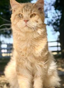 Bugatto - Maine Coon Cat For Sale - McArthur&comma; CA&comma; US