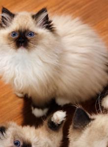 Seal mitted - Ragdoll Kitten For Sale - Bristow, VA, US Seal mitted - Ragdoll Kitten For Sale - Bristow, VA, US