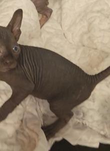Strangesphynxandelfs - Sphynx Kitten For Sale - IL, US Strangesphynxandelfs - Sphynx Kitten For Sale - IL, US