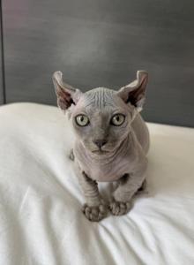 bambino and dwelf - Bambino Kitten For Sale - Eatonville&comma; WA&comma; US