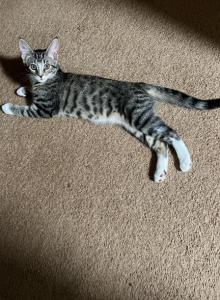 Stormy - Domestic Kitten For Adoption - Vernon, NJ, US Stormy - Domestic Kitten For Adoption - Vernon, NJ, US