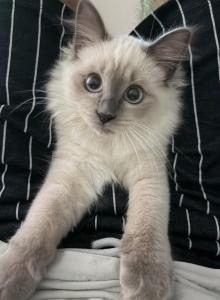Loki - Ragdoll Kitten For Sale - Fort Myers, FL, US Loki - Ragdoll Kitten For Sale - Fort Myers, FL, US