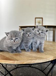 BSH Kittens fall 26 - British Shorthair Kitten For Sale - Woodland Park&comma; CO&comma; US