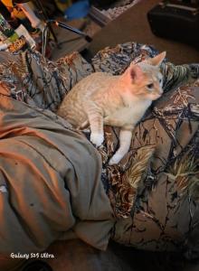 Arbor - Domestic Kitten For Adoption - Chillicothe, OH, US Arbor - Domestic Kitten For Adoption - Chillicothe, OH, US