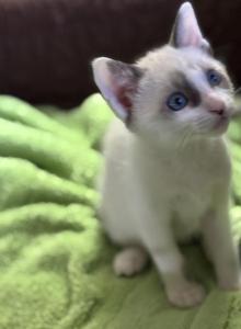 Snows Siamese Snowshoe - Siamese Kitten For Sale - Moneta&comma; VA&comma; US