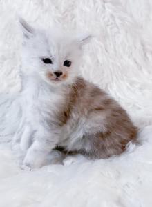 Dumpling Silver Shaded Maine Coon Kitten - Maine Coon Kitten For Sale - Sunbury, OH, US Dumpling Silver Shaded Maine Coon Kitten - Maine Coon Kitten For Sale - Sunbury, OH, US
