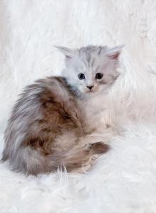 Rangoon High Silver Maine Coon Kitten - Maine Coon Kitten For Sale - Sunbury&comma; OH&comma; US