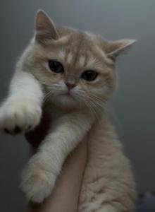 Dora - Scottish Straight Kitten For Sale - Brooklyn, NY, US Dora - Scottish Straight Kitten For Sale - Brooklyn, NY, US