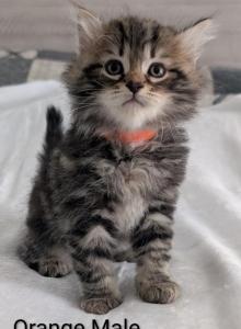 Siberian Kittens Gerty and Jonsey had kittens - Siberian Kitten For Sale - Milan, MI, US Siberian Kittens Gerty and Jonsey had kittens - Siberian Kitten For Sale - Milan, MI, US