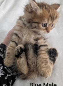 Siberian Kittens Gerty and Jonsey had  kittens - Siberian Kitten For Sale - Milan&comma; MI&comma; US