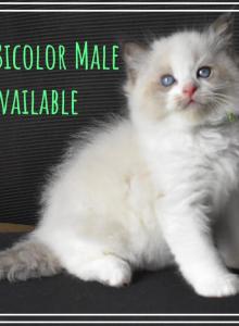 Green Boy - Ragdoll Kitten For Sale - Chalmette&comma; LA&comma; US