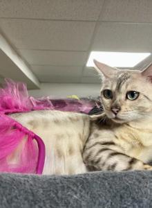 Sweetness & Jack's Cashmere and shorthaired litter - Bengal Kitten For Sale - Stroudsburg, PA, US Sweetness & Jack's Cashmere and shorthaired litter - Bengal Kitten For Sale - Stroudsburg, PA, US