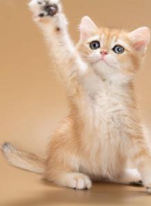 Enisey - British Shorthair Kitten For Sale - NY, US Enisey - British Shorthair Kitten For Sale - NY, US