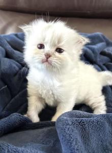 LIBRA - Siberian Kitten For Sale - Bonita Springs, FL, US LIBRA - Siberian Kitten For Sale - Bonita Springs, FL, US