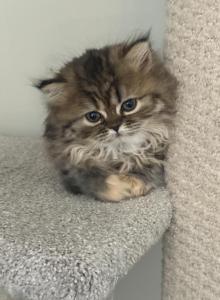 Halle - Persian Kitten For Sale - Fleming Island&comma; FL&comma; US