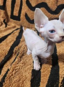 Luna - Bambino Kitten For Sale - Vineland, NJ, US Luna - Bambino Kitten For Sale - Vineland, NJ, US