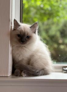 The Hillside Ragdolls - Ragdoll Kitten For Sale - Stevens, PA, US The Hillside Ragdolls - Ragdoll Kitten For Sale - Stevens, PA, US