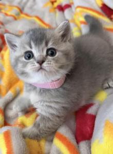 Hera - British Shorthair Kitten For Sale - Parker, CO, US Hera - British Shorthair Kitten For Sale - Parker, CO, US