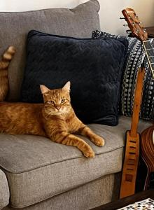 Jonesy - American Shorthair Cat For Adoption - Cedar Lake&comma; IN&comma; US