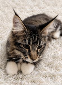 Aramis - Maine Coon Kitten For Sale - Susanville, CA, US Aramis - Maine Coon Kitten For Sale - Susanville, CA, US