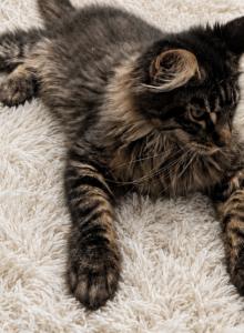 Parthos - Maine Coon Kitten For Sale - Susanville, CA, US Parthos - Maine Coon Kitten For Sale - Susanville, CA, US