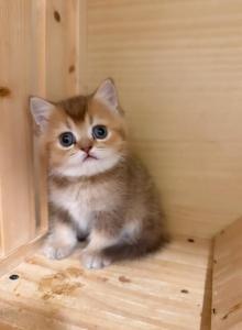 British Golden Kittens - British Shorthair Kitten For Sale - Oakland, CA, US British Golden Kittens - British Shorthair Kitten For Sale - Oakland, CA, US