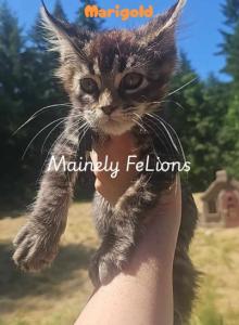 Marigold - Maine Coon Kitten For Sale - Rainier, OR, US Marigold - Maine Coon Kitten For Sale - Rainier, OR, US