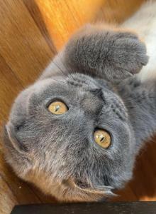 Lolita - Scottish Fold Kitten For Sale - Brooklyn&comma; NY&comma; US