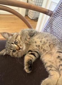 Hurry - Scottish Straight Kitten For Sale - Atlanta&comma; GA&comma; US