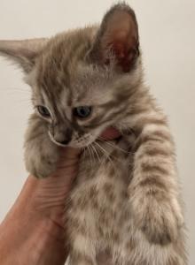 Charcoal Sepia Females - Bengal Kitten For Sale - MO&comma; US
