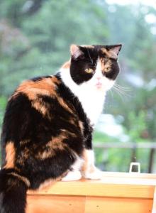 Bailey - Scottish Straight Kitten For Sale - Warwick, NY, US Bailey - Scottish Straight Kitten For Sale - Warwick, NY, US
