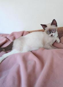 Smirk - Snowshoe Kitten For Sale - Walterboro, SC, US Smirk - Snowshoe Kitten For Sale - Walterboro, SC, US