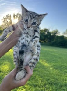 Female Bengal Kitten - Bengal Kitten For Sale - Lincoln, NE, US Female Bengal Kitten - Bengal Kitten For Sale - Lincoln, NE, US